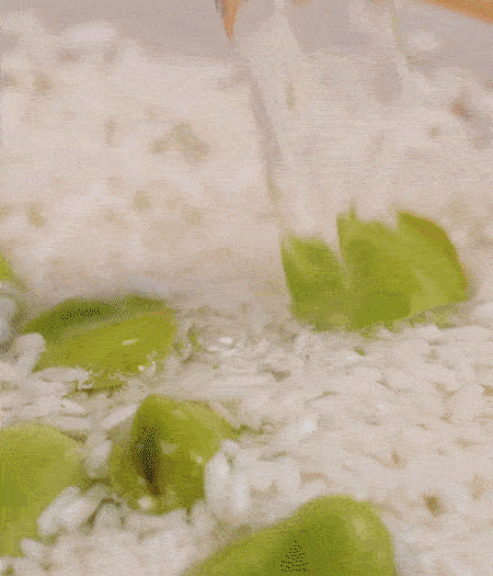 鍋底抹油，將淘洗干凈的大米，加蠶豆、清水，蓋蓋中火煮。